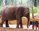 Beltangady: Sri Kshetra Dharmastala elephant -  Laxmi gives birth to female calf